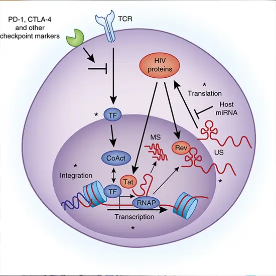 HIV 1 RNA Quantitative RT PCR With CD3, CD4